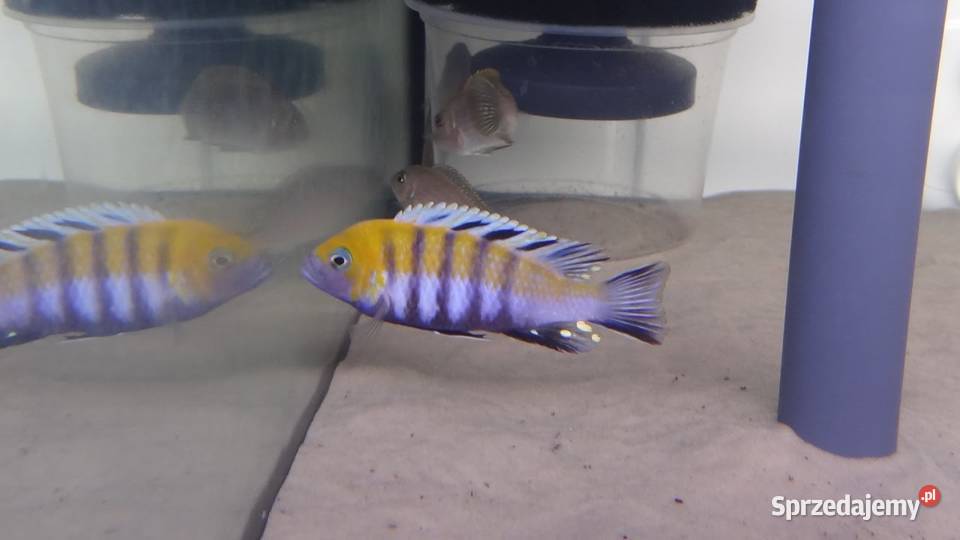 pyszczak Cynotilapia afra Cobue Pyszczak afra Olsztyn
