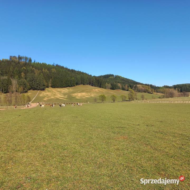Sprzedam gospodarstwo 94zł/m2 dolnośląskie Chełmsko Śląskie sprzedam