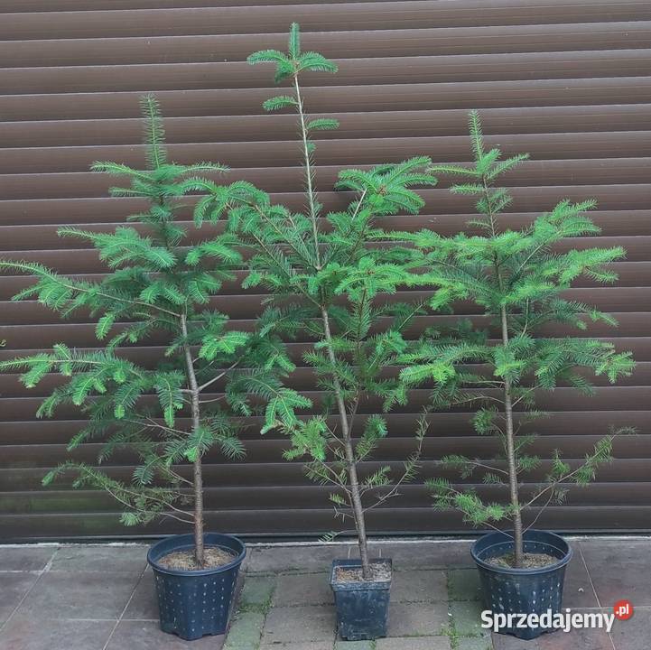 Daglezje w donicy 150 200 Jasieniec