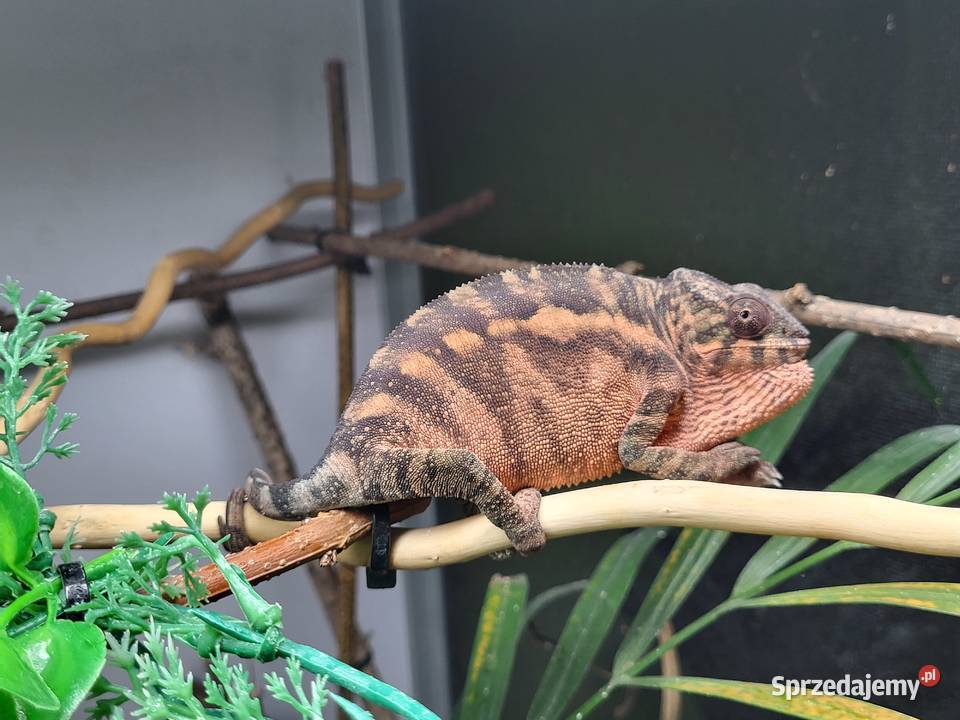 Ambilobe sambava kameleon lamparci Gady i płazy Kozy