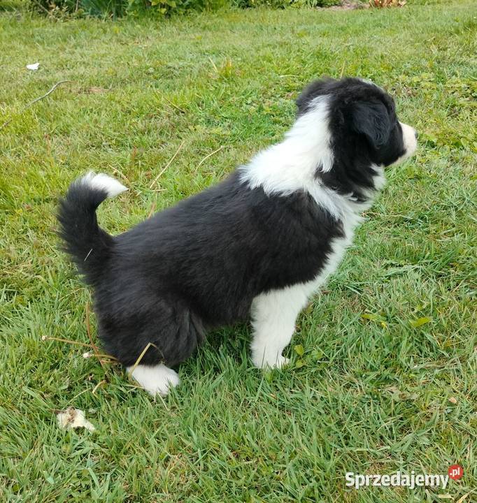 Border collie FCI dwie suczki opolskie