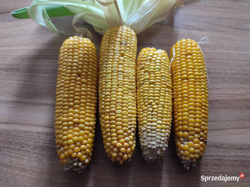 Kukurydza