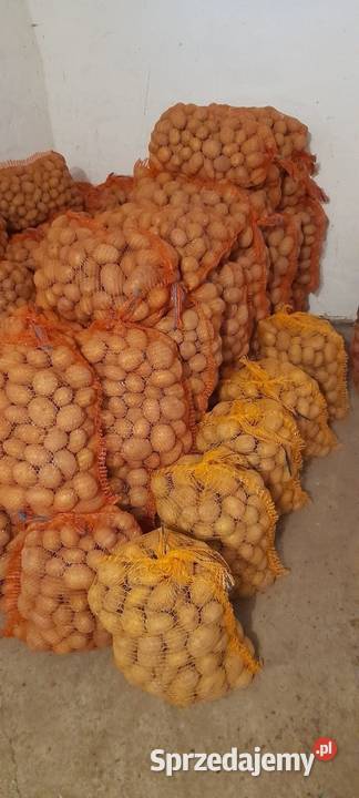 Ziemniaki odmiana melody Rolnictwo Rusiec