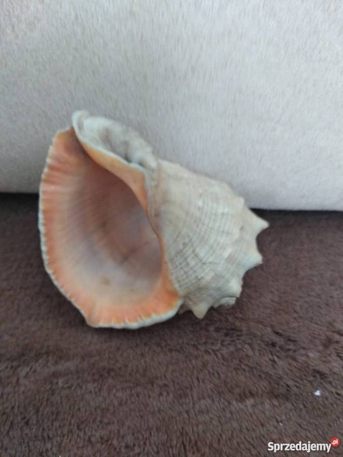 muszla Poznań