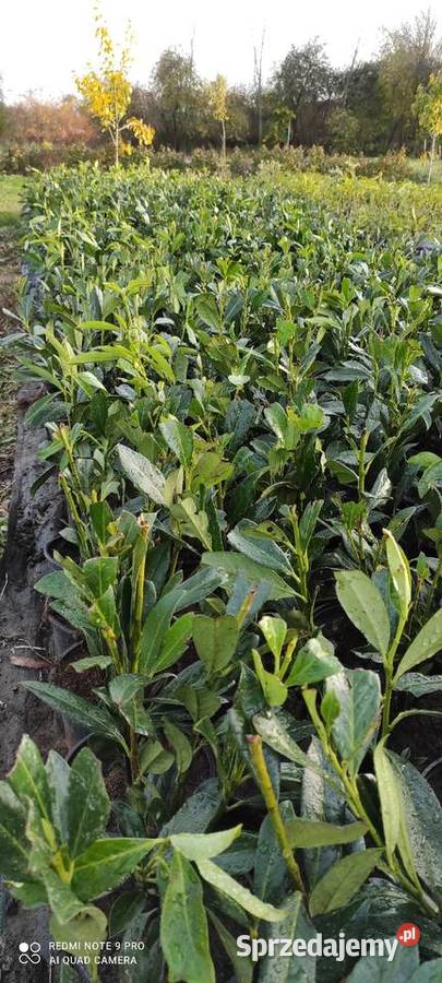 laurowiśnia caucasica XXL mazowieckie Warszawa