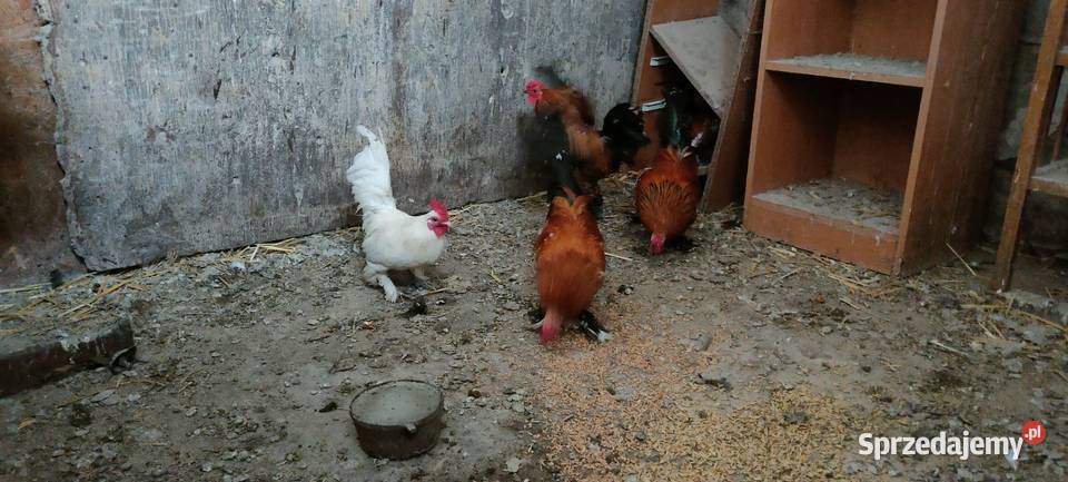 Sprzedam koguty liliputy Ptaki lubelskie