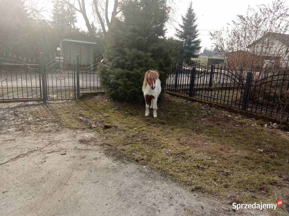 Ogierek kucyk Pińczów sprzedam