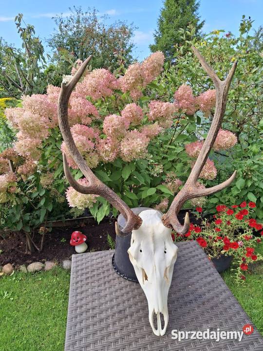 Poroże wieniec jelenia Luzino