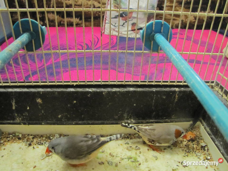 Sprzedam zeberki Toruń sprzedam