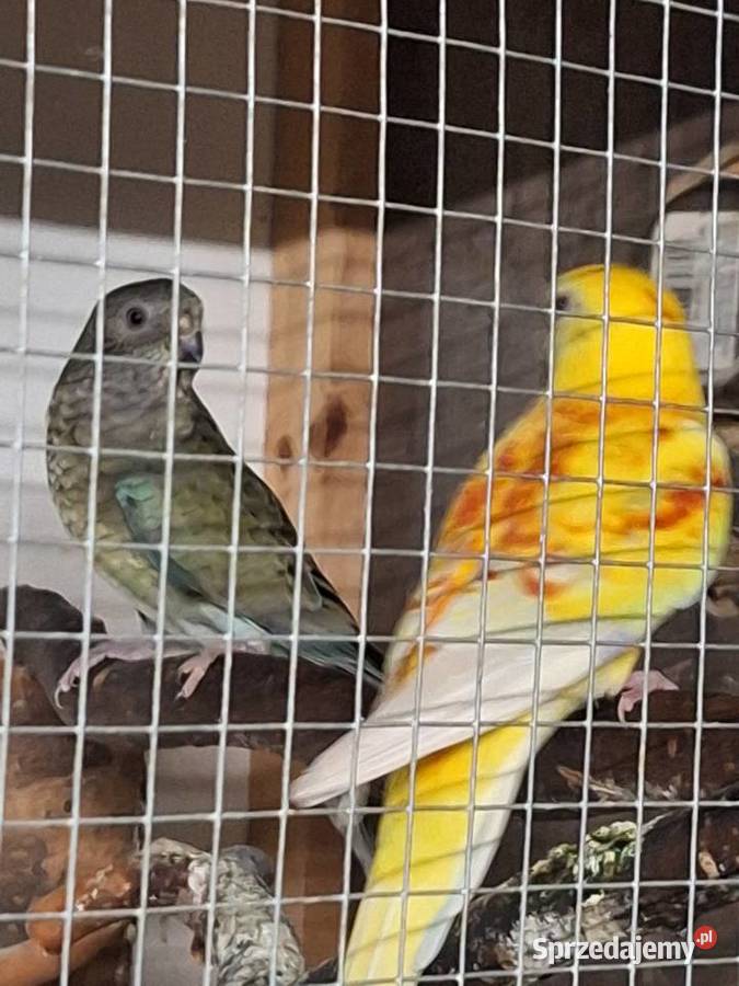 Papugi świergotki para legowa Żory