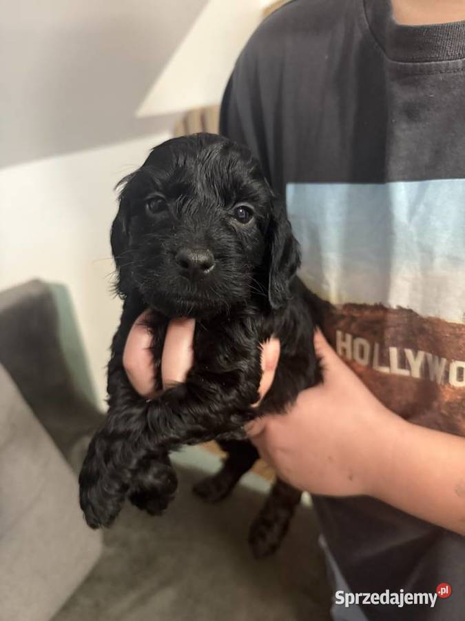 Cockapoo małopolskie Tarnów