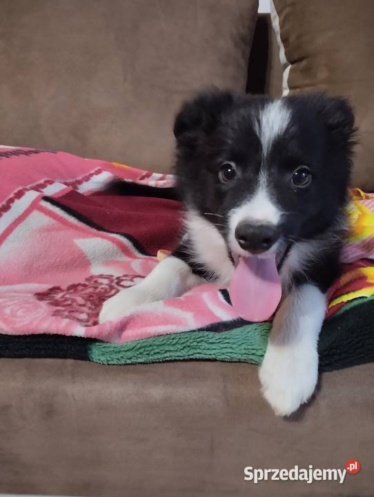Boder collie Nowe Rybie