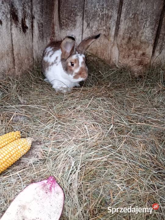 Sprzedam króliki Cyców sprzedam
