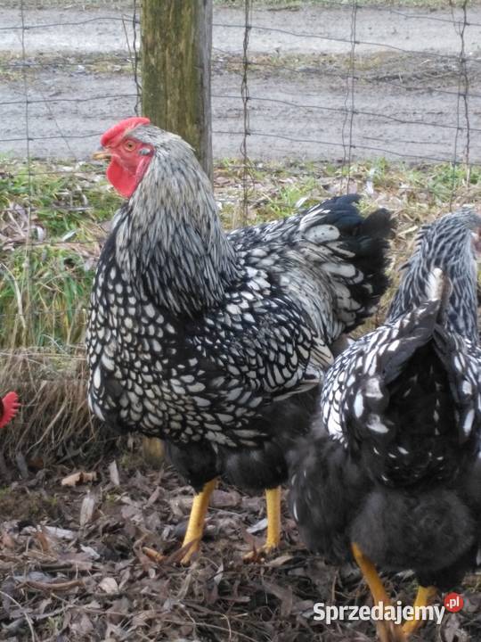 Kogut wyandotte podkarpackie Hłudno