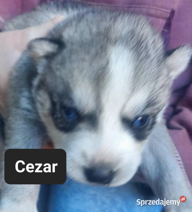 Syberiany husky mlode Reda