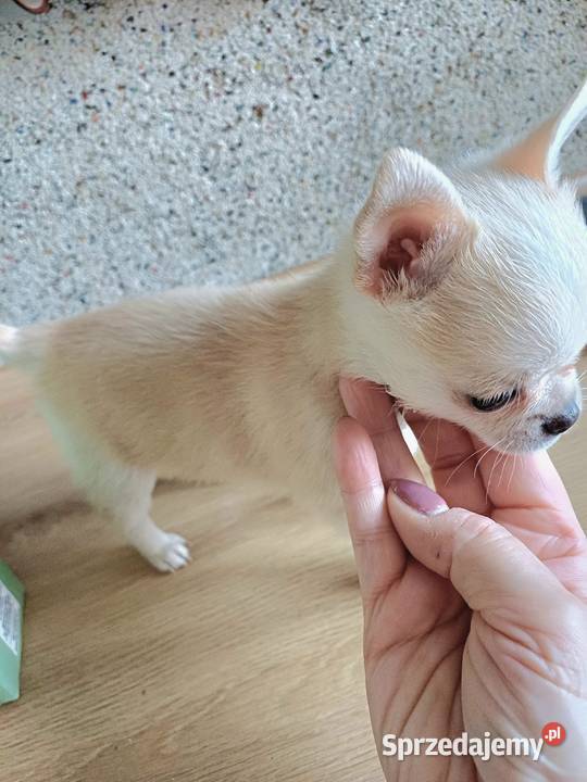 Sprzedaż Chihuahua łódzkie Zgierz