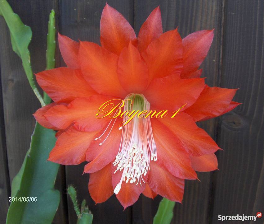 EPIPHYLLUM czerwone AKSAMITNE epifilum kaktus Skawina sprzedam