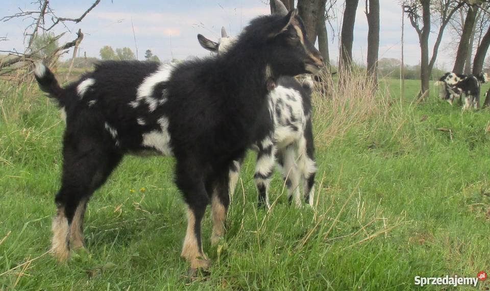 Sprzedam kozły i koźlęta tegoroczne Pozostałe Kostry sprzedam