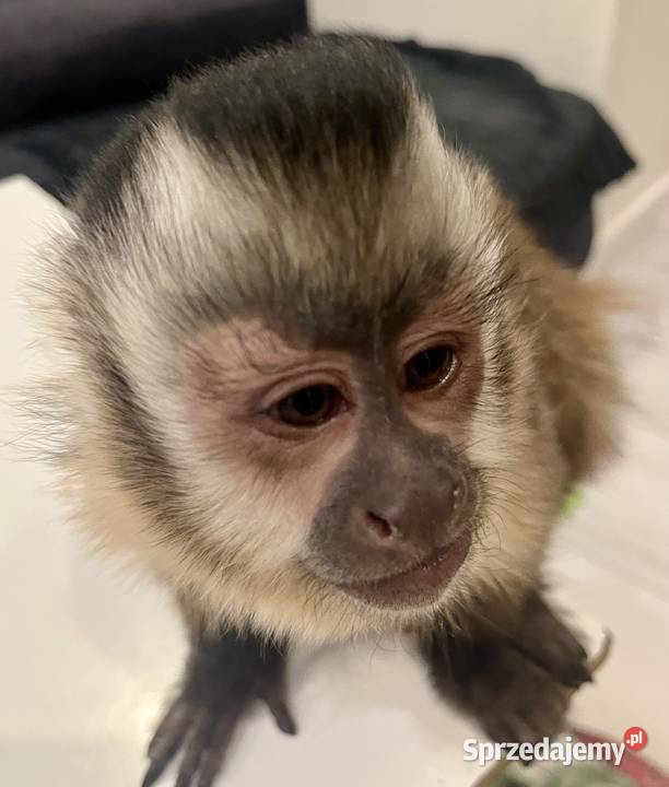 Małpa kapucynka czubata samica lubuskie