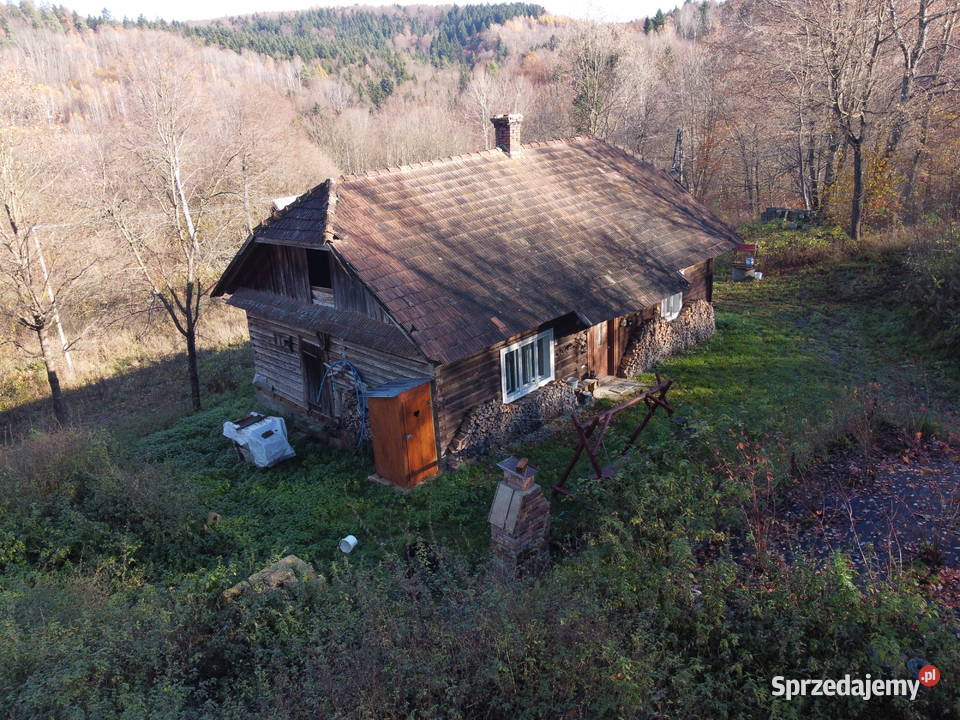 Siedlisko w lesie Domaradz