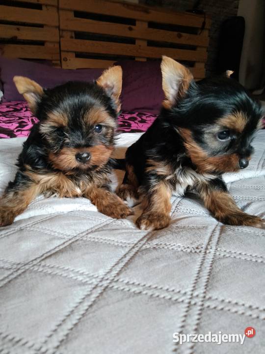 Sprzedam York shire Terrier Tanowo