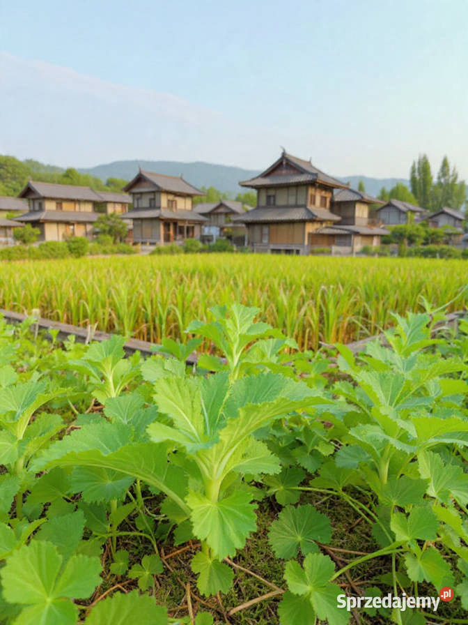 Sałata łodygowa by Japońskie kapusty Taatsoi małopolskie