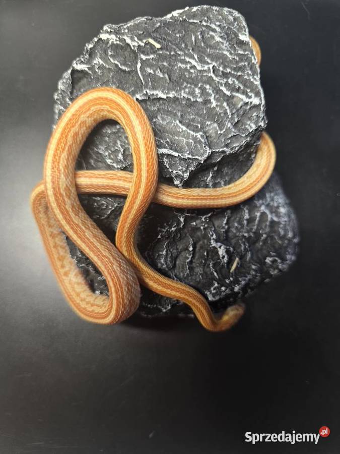 Wąż zbożowy samica Wrocław