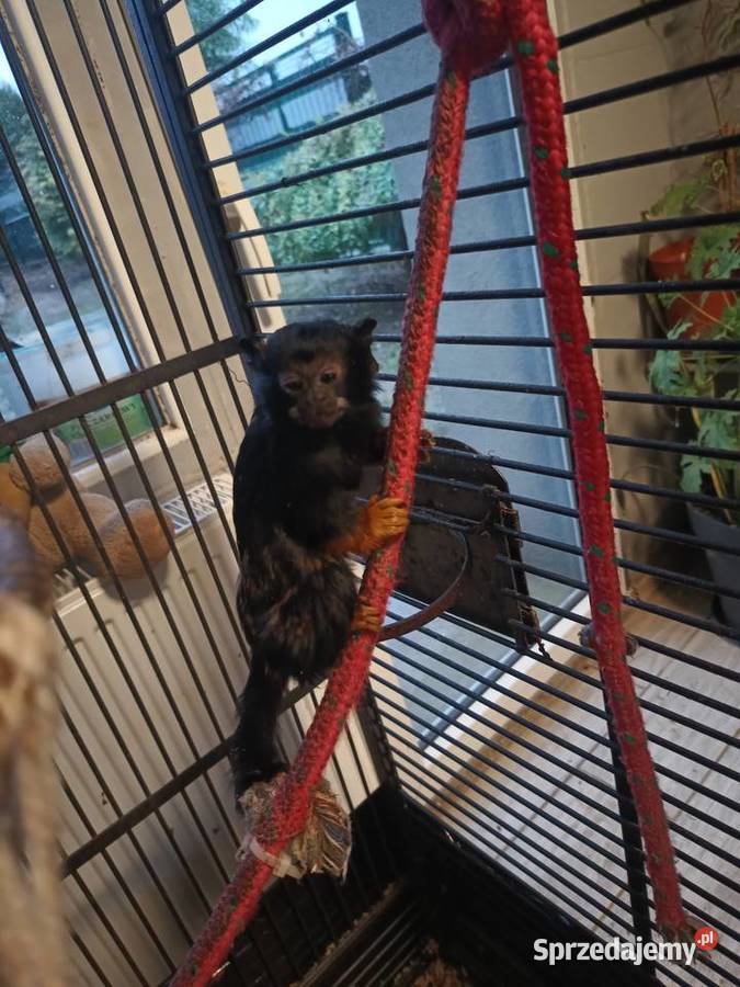 Tamaryna złotoręka dolnośląskie