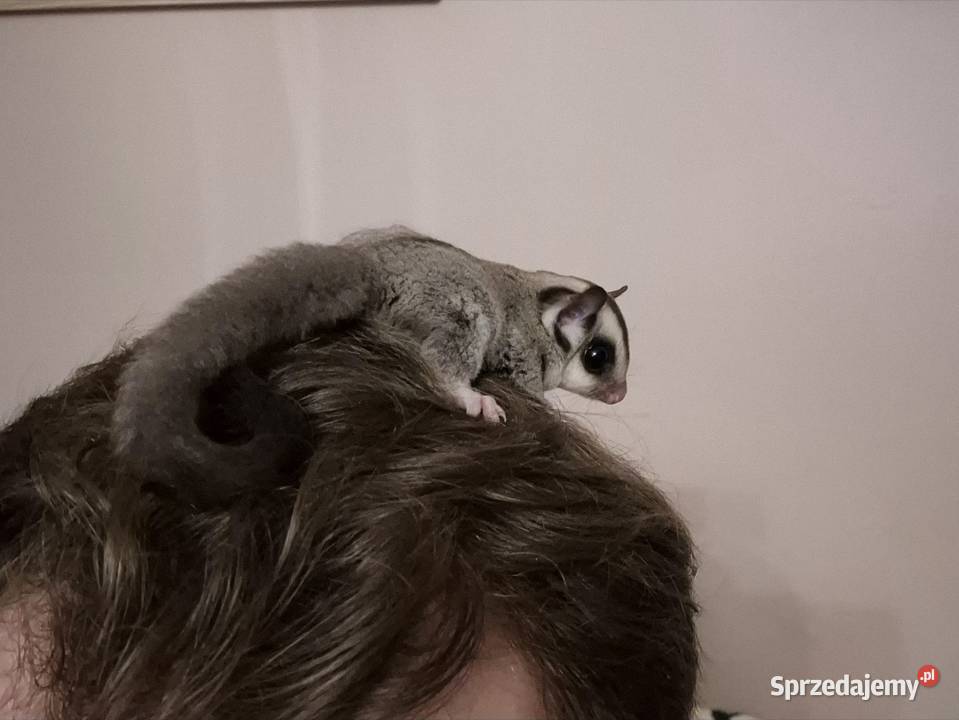 Lotopałanka karłowata samiczka Starachowice