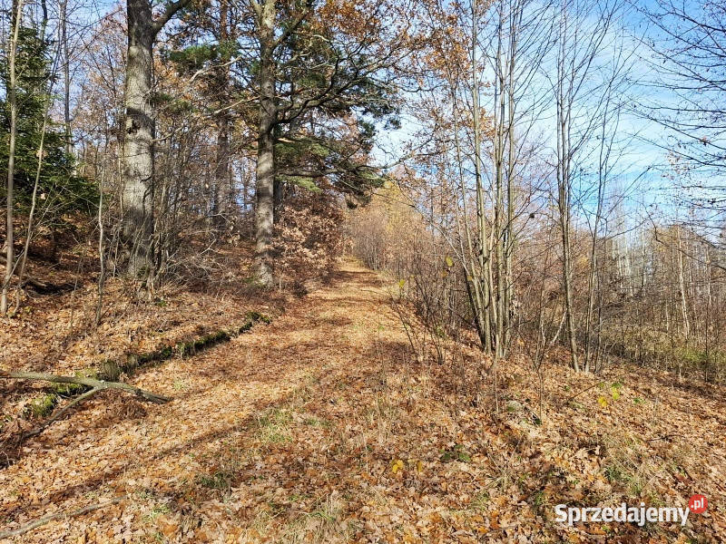 sprzedam dużą działkę rolną w 15907m2 Głębock