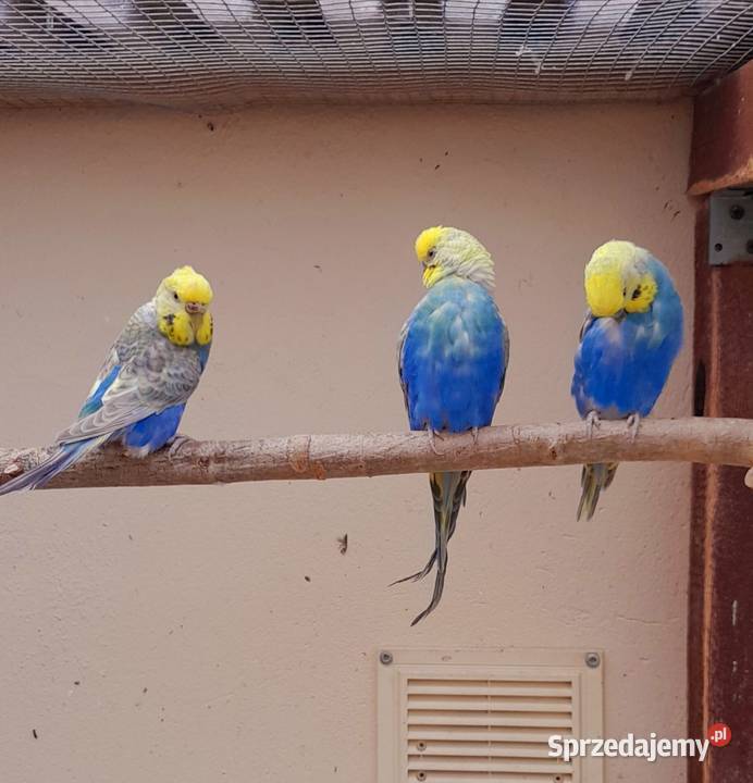 Sprzedam swiergotki nierozłączki nimfy faliste Ostrów Wielkopolski