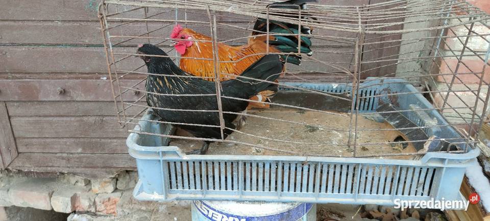 Kury liliputki lubelskie Tokarówka