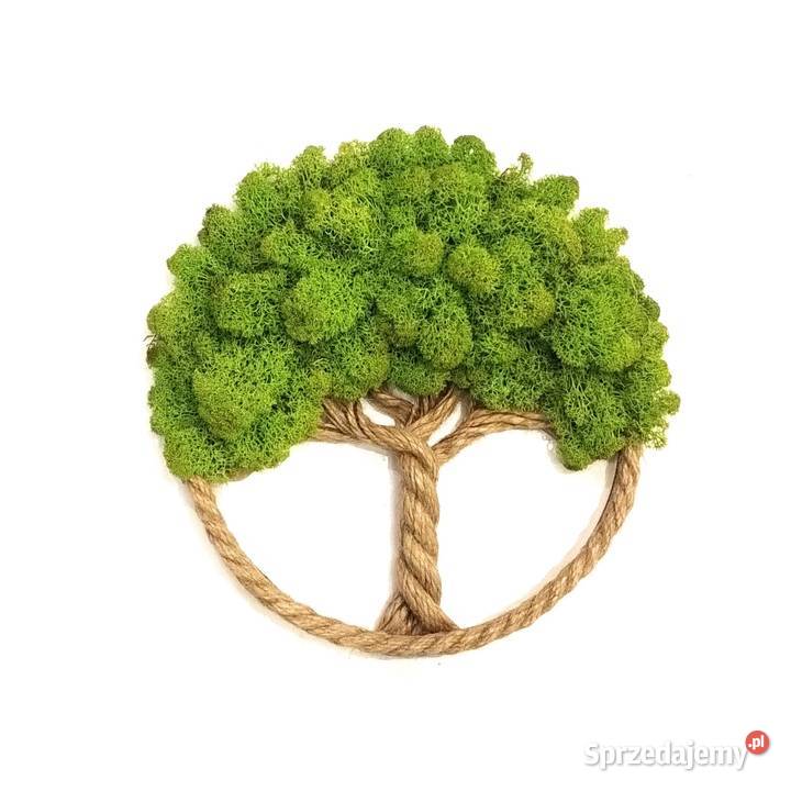 Drzewko Szczęścia Chrobotek Żywiec