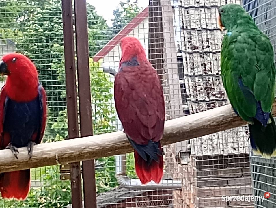 Lora wielka lory małopolskie Tarnów