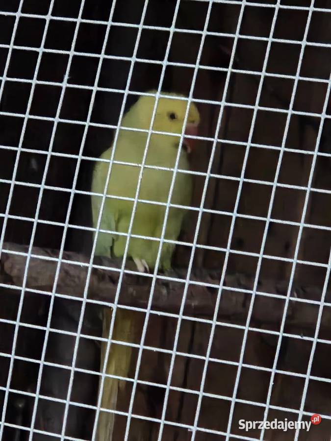 Sprzedam ptaki wielkopolskie Leszno