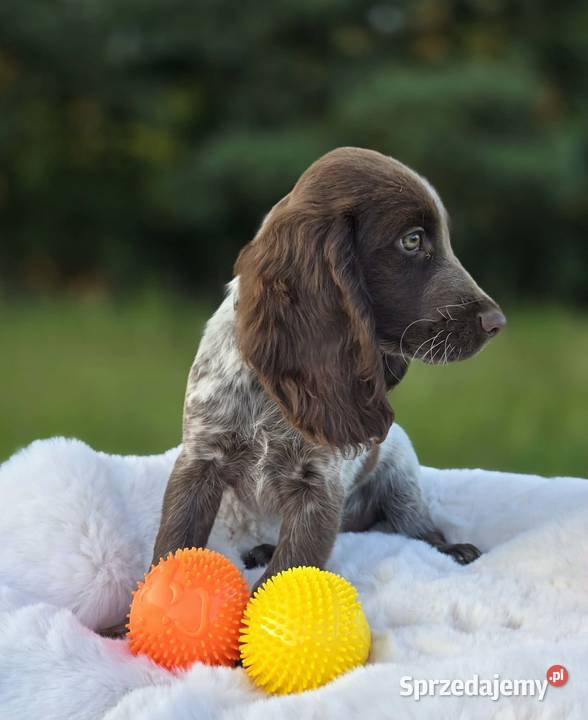 Polski Spaniel Myśliwski szczenię HARRY sprzedam
