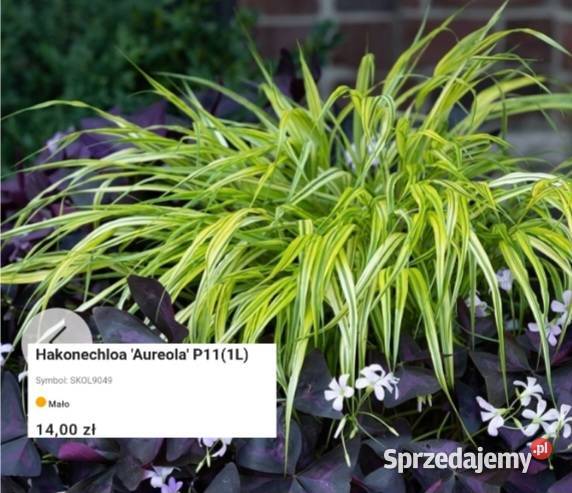 Nowość Węgierska Górka