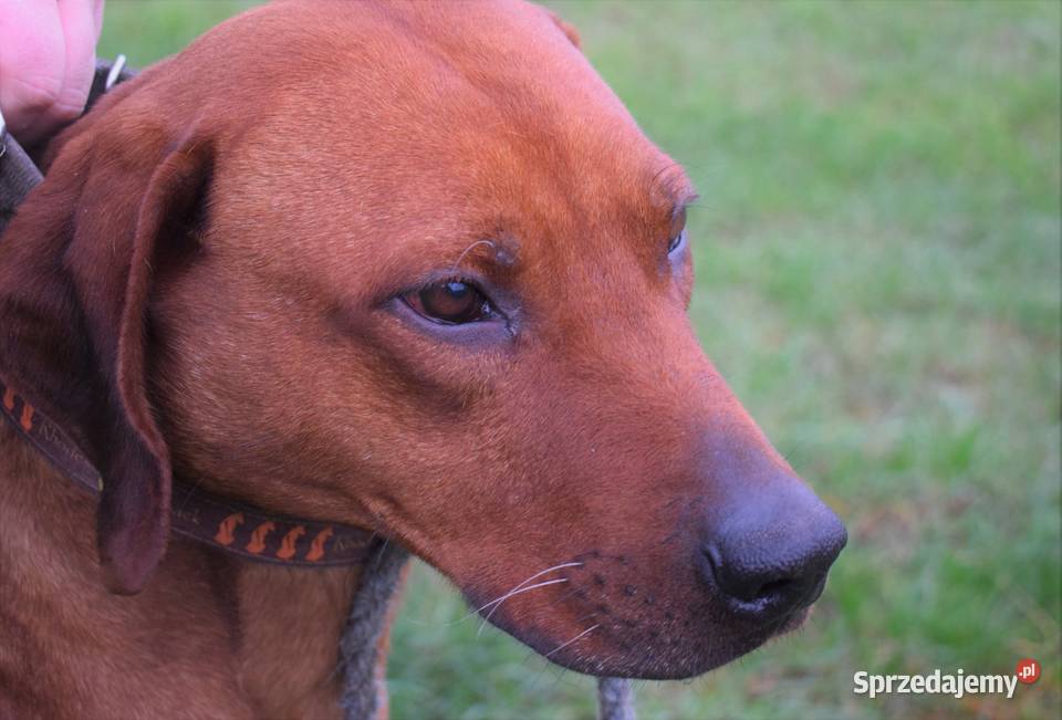 Rhodesian Ridgeback Rodezjan Szczeniaki Wolne Pozostałe Łomża