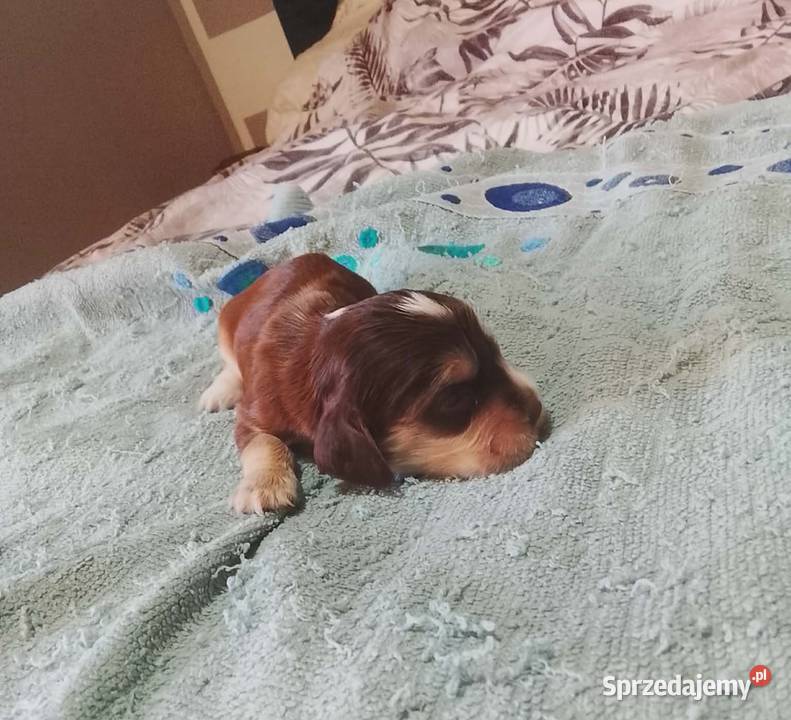 Cocker Spaniel Angielski Piesek Jutrosin sprzedam