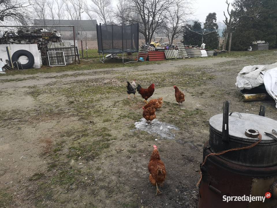 Jajka wiejskie mazowieckie