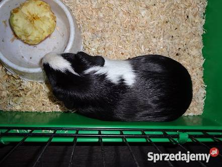 świnka morska sprzedam