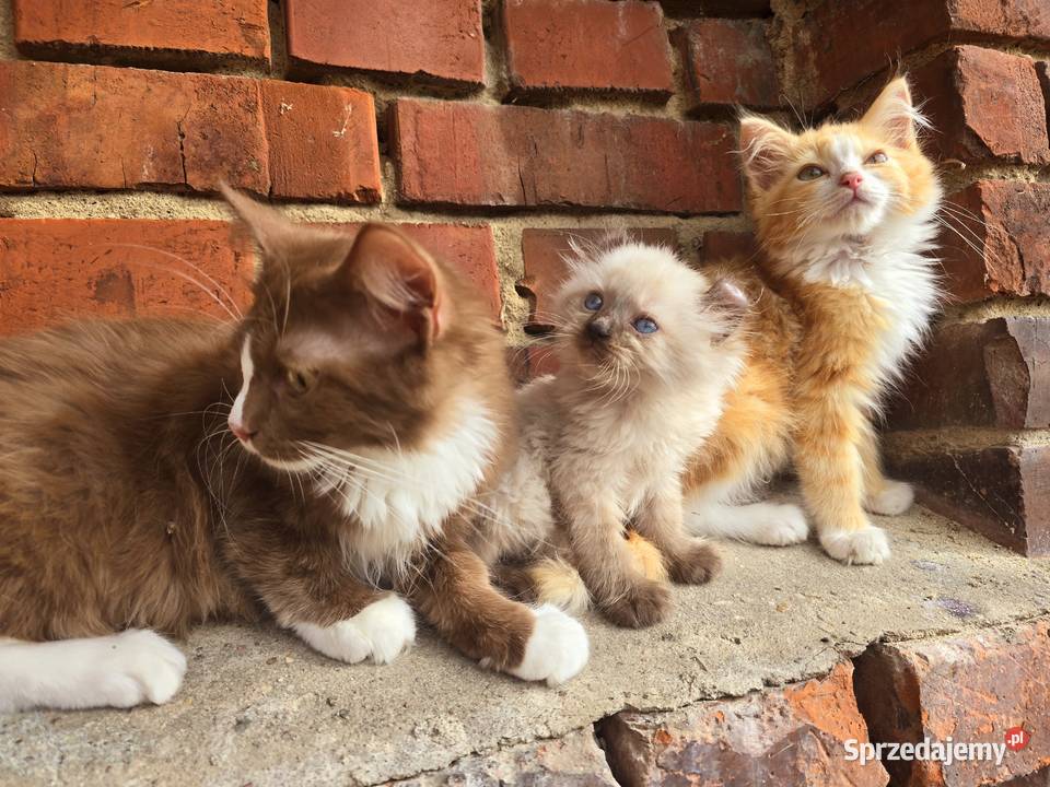 American curl wyjątkowe kocięta Pozostałe Zielona Góra