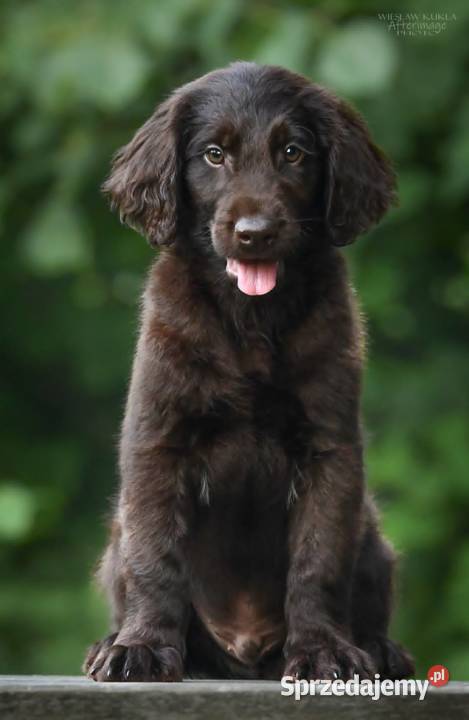 FlatCoated Retriever ZKwP FCI czarne i Pozostałe sprzedam