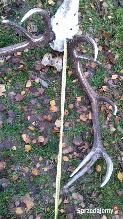 Poroże trofeum wieniec zrzut dwunastak duże podlaskie