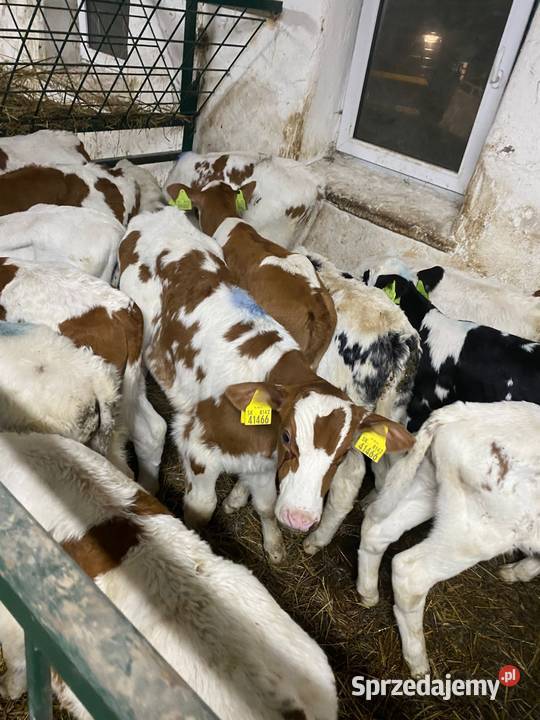 Sprzedam byczki Bydgoszcz
