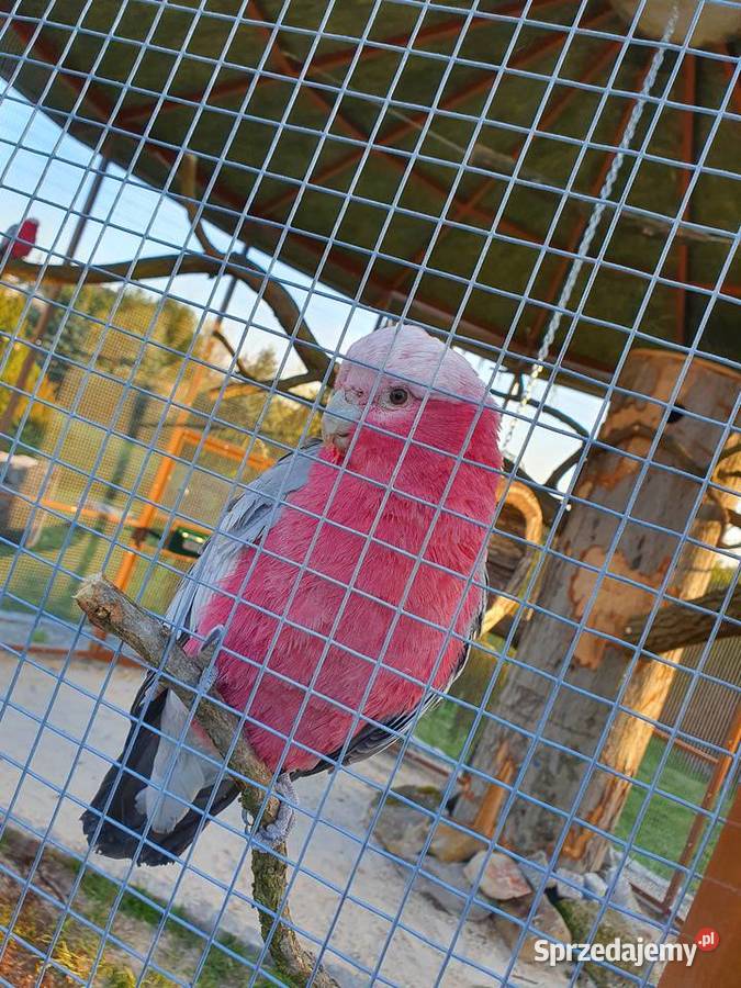 kakadu różowe sprzedam