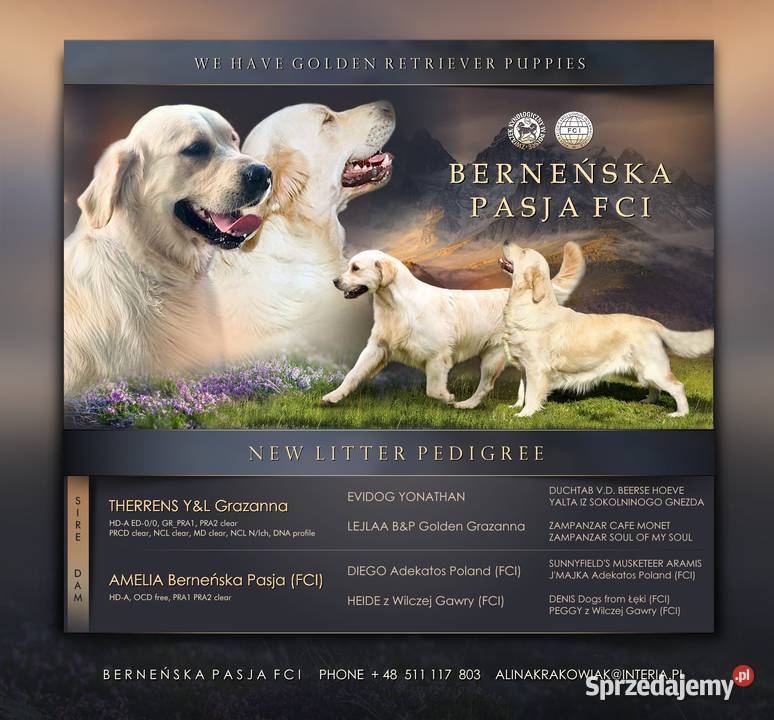 Golden Retriever FCI Zkwp szczenieta Wieliczka sprzedam