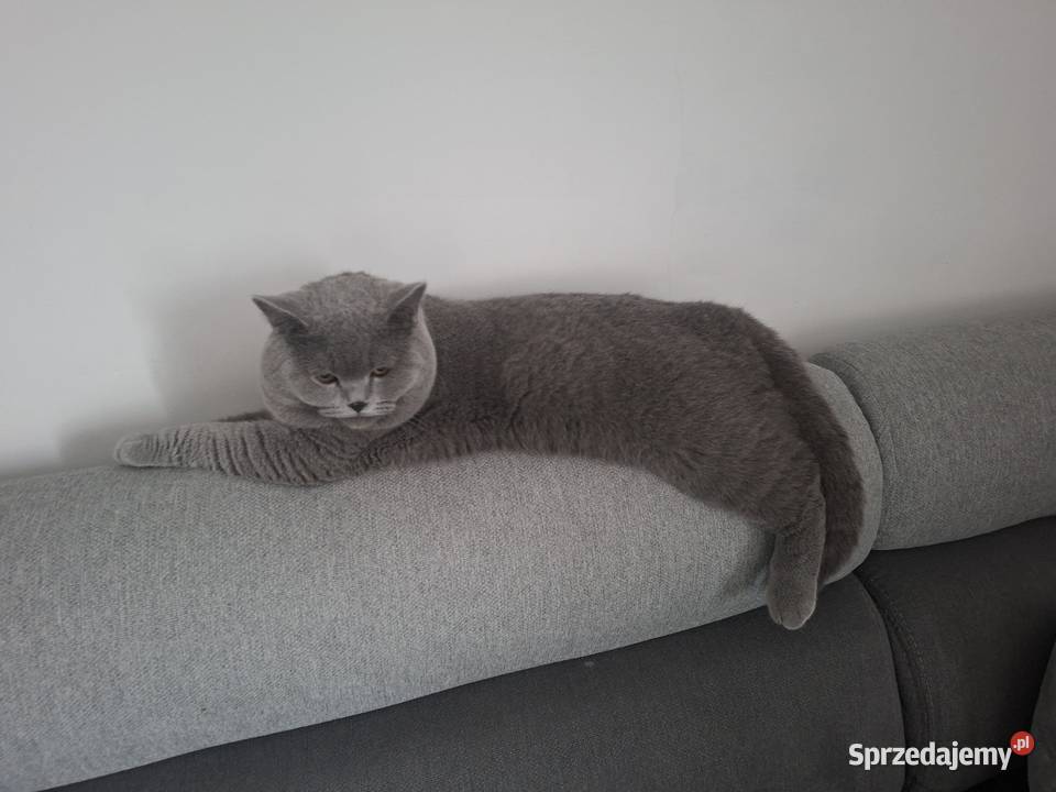 Kot brytyjski Chróścin