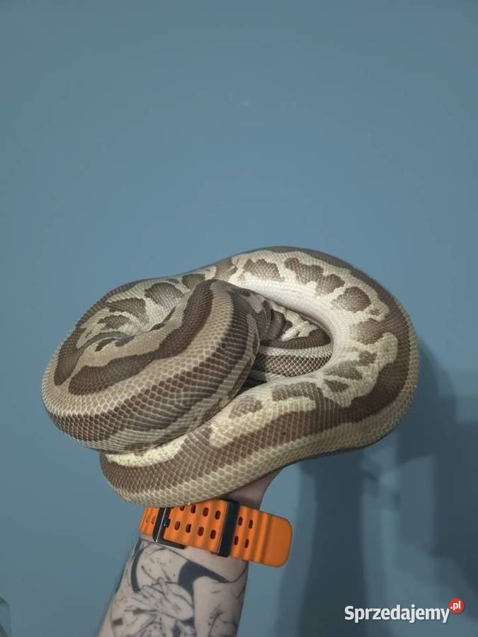 Wąż pyton królewski python regius samica dorosła dolnośląskie Wrocław