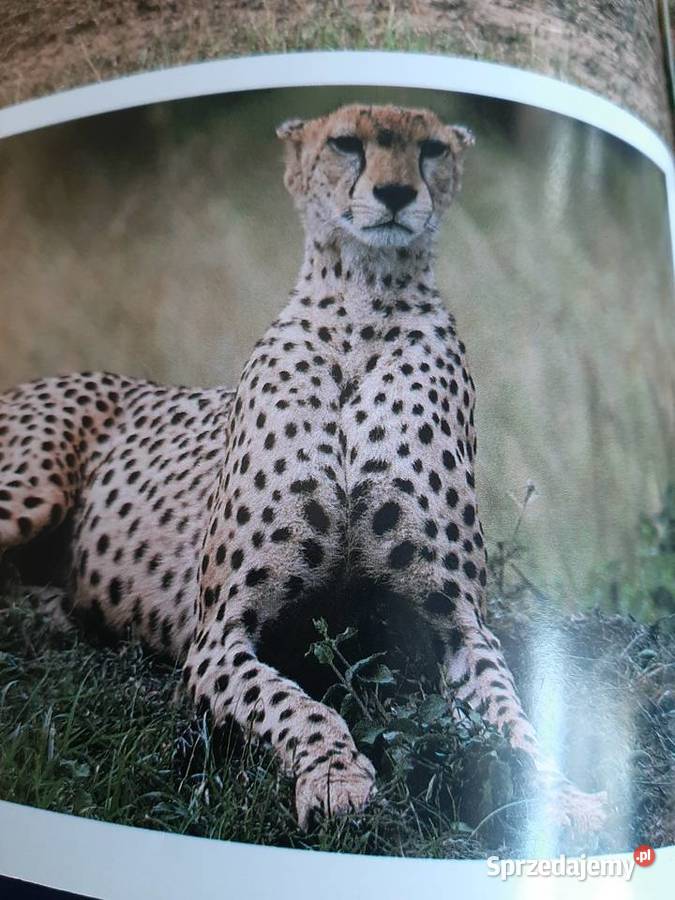 Swiat dzikich zwierząt Larousse